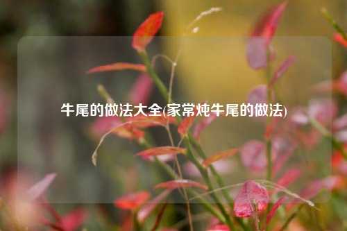 牛尾的做法大全(家常炖牛尾的做法)